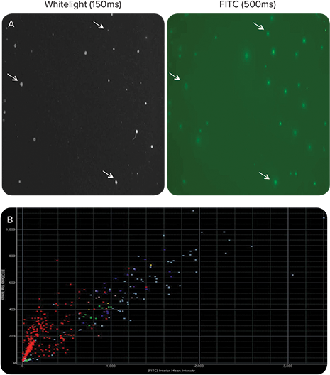 Sub-cloning of parental hybridoma by ClonePix results in uniform IgG secretion at higher yields