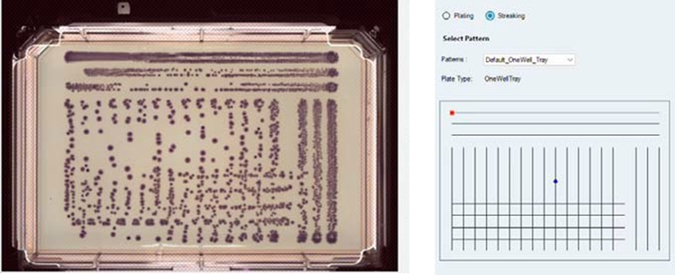 Source culture of Klebsiella aerogenes dip streaked onto an undivided OmniTray containing ECC CHROMagar