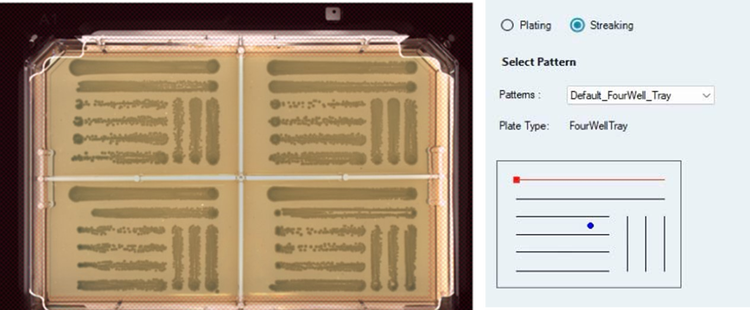 Source culture of E. coli dip streaked an on a 4-well OmniTray containing ECC CHROMagar