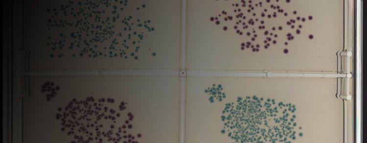 Automating Microbial Plating and Streaking