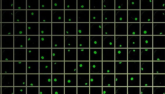 CloneSelect Imager FL fluorescence for rapid day zero monoclonality
