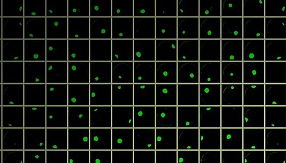 CloneSelect Imager FL fluorescence for rapid day zero monoclonality