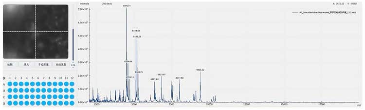 MALDI- TOF data from an anaerobic strain isolated on QPix FLEX
