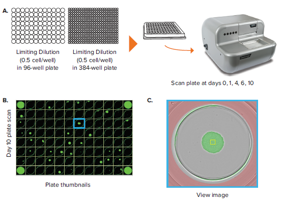 monoclonality-in-96-well-and-384-well-plates-figure-2