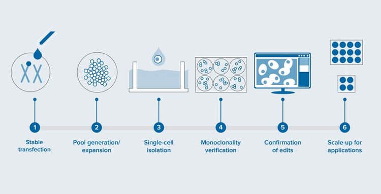 Crispr Workflow