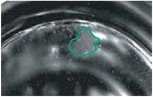Ch1 laser scatter image of a single well from a hybridoma master culture plate