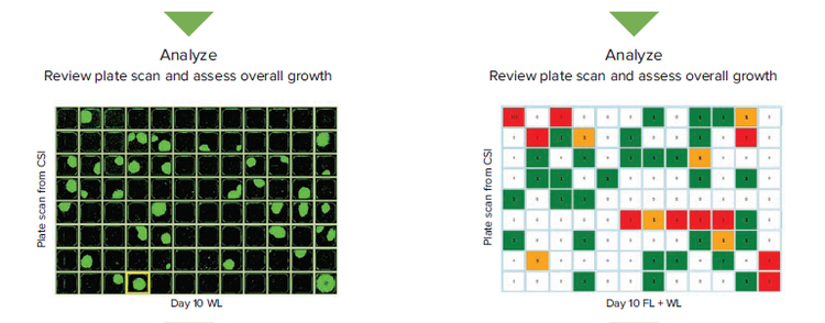 Transmitted white light and fluorescence workflows in monoclonality