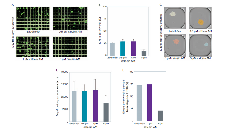 CAM concentrations on viability