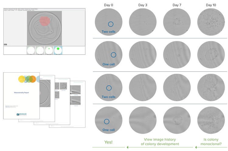 CloneSelect Imager FL software toggle between images at different time points