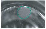 Ch1 laser scatter image of a single well from a hybridoma master culture plate