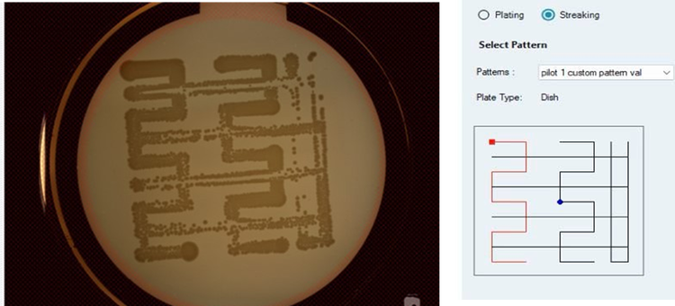 9cm petri dish with LB agar, dip streaked with E. coli using custom user-designed pattern via Streaking Pattern Editor