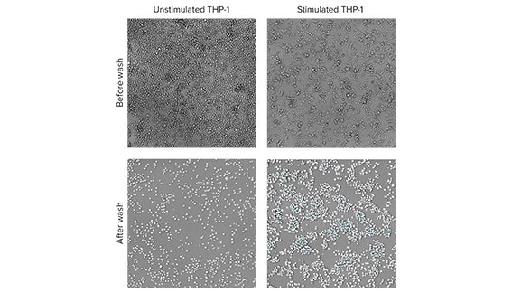 Evaluate anti-inflammatory compounds using a multiparametric THP-1 cell-based assay