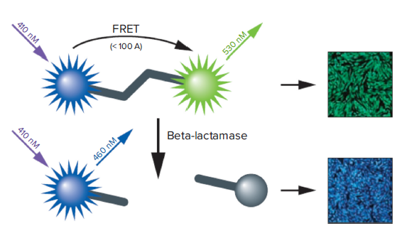 How the GeneBLAzer technology works