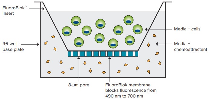 FluoroBlok technology