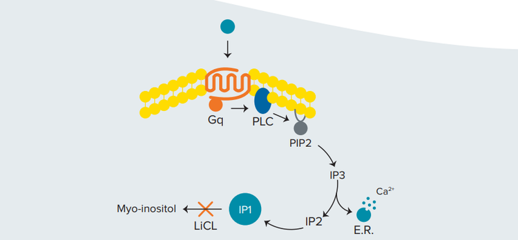 Activation of the Gq pathway