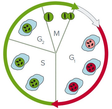 FUCCI cell cycle analysis