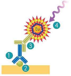 ScanLater Western Blot System workflow
