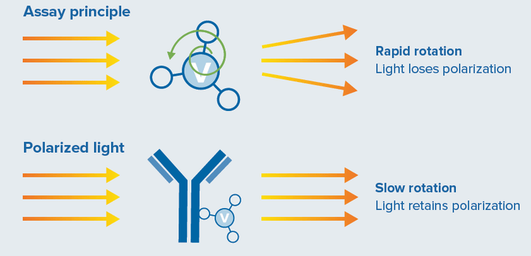 fluorescence polarization to quantify Fc-containing IgG