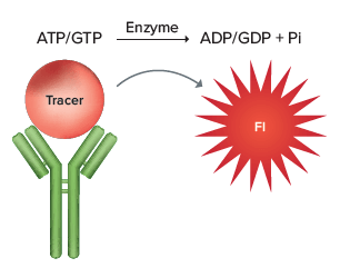 Transcreener FI Assay principle.