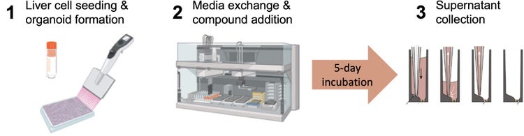 Automation of Cell seeding and formation of microtissues, automation of media exchange