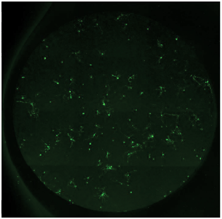 Neuronal cell image