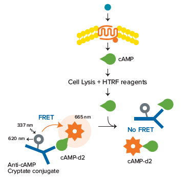 CAMP Assay Prinicple