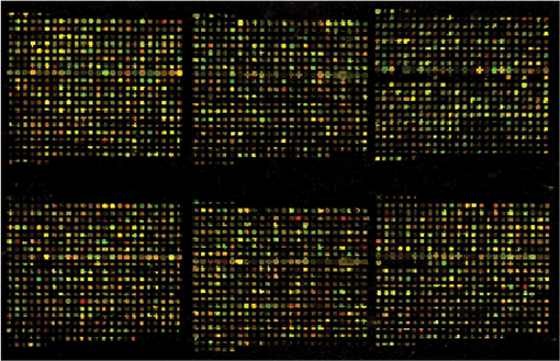 DNA array scanned in Preview Scan mode