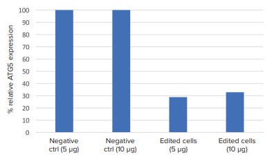 Relative ATG5 protein expression