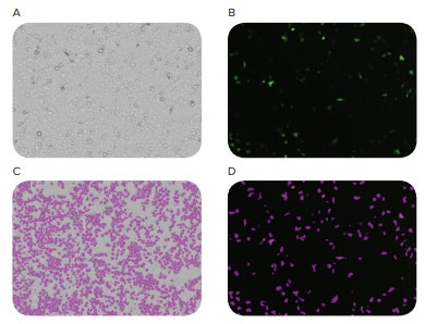 Images of cellular transfection