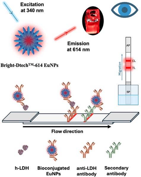 Depiction of the LFIA assay for detecting h-LDH using a non-competitive assay