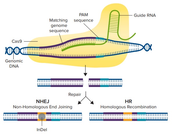 CRISPR/Cas9 Mechanism