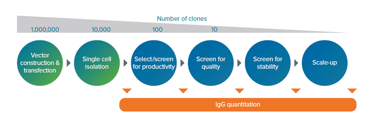 Cell line development process