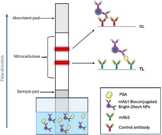 Schematic illustration of the LFA structure for PSA using a dipstick assay format