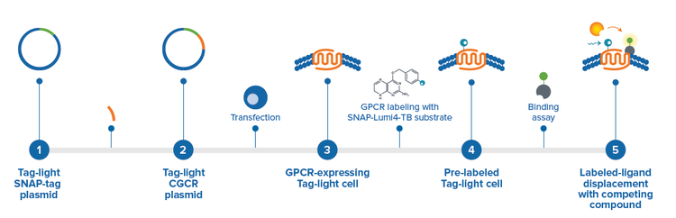 Tag-lite cell surface binding assay