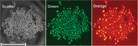Cluster of embryoid bodies in a 6-well TC plate