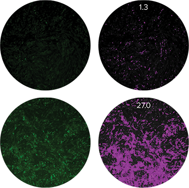 Cellular response to treatment with anti-inflammatory compounds