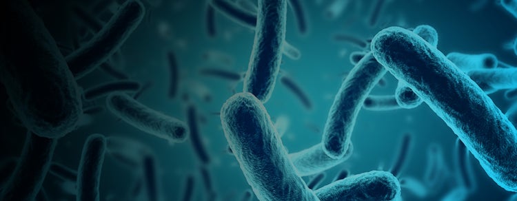 Bacteria Cultured in Microplates