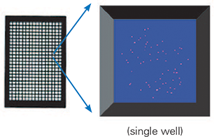Image of beads + dye in 384-well plate