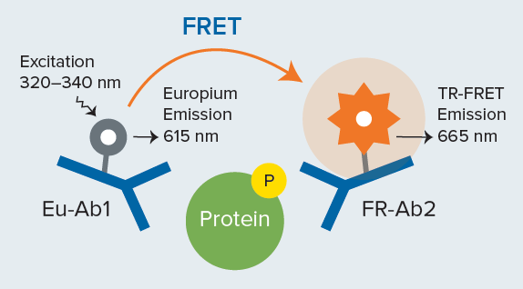 THUNDER TR-FRET sandwich immunoassay