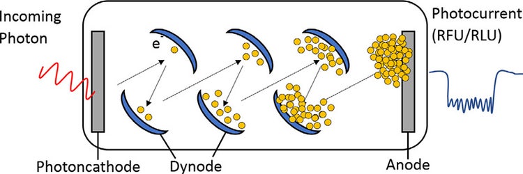 Diagram of a photomultiplier tube (PMT). PMT convert photons into electrons and amplify the signal