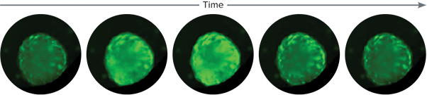 Cardiomyocyte spheroid time-lapse images