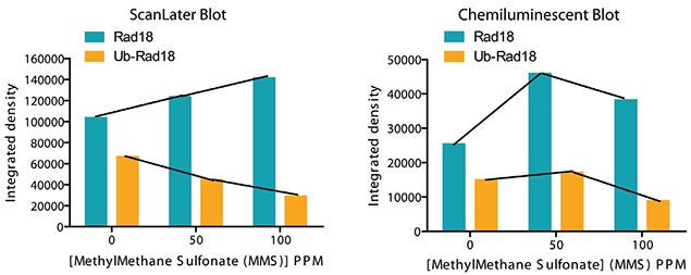 Scan later clearly detects a quantitative increase in the amount of unmodified Rad18 and decrease in the amount of ubiquitinated Rad18 with increase in the level of MMS