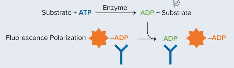 Illustration of Transcreener ADP2 FP enzymatic reaction (BellBrook Labs)