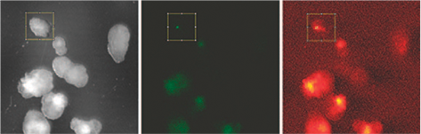 Images at 2.5 micron sampling were processed by thresholding on the scatter image and measuring green fluorescence