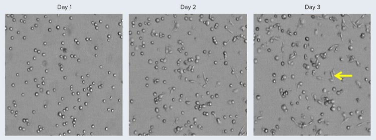 THP-1 cells imaged using MiniMax Imaging Cytometer