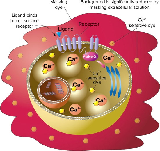 FLIPR Calcium Assay principle