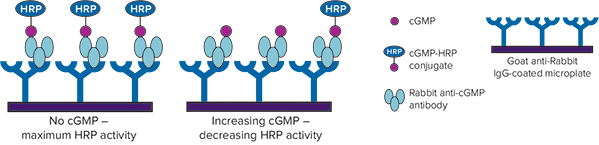 CatchPoint cGMP assay mechanism
