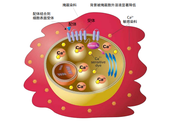 Optimization of Muscarinic