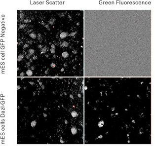Mouse ES cells grown on mouse embryonic feeders (mEFs)