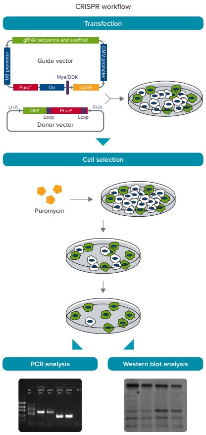 CRISPR/Cas9 experimental workflow
